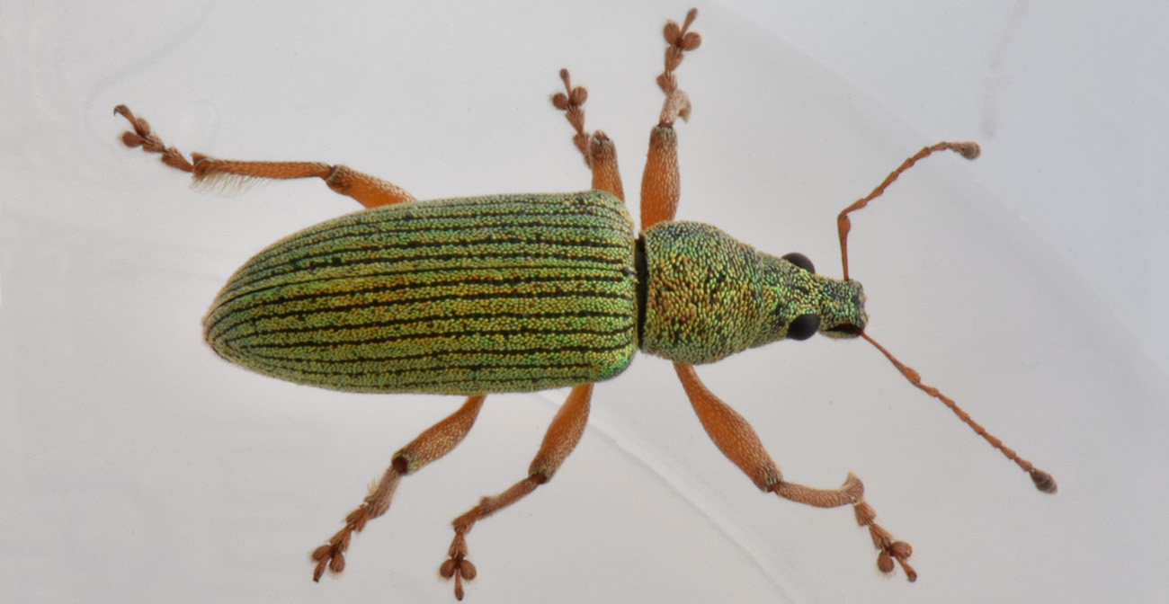 Curculionidae: Polydrusus  formosus?  No, Polydrusus frater